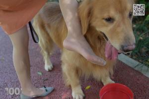 Naprawdę "Lovely Pets at Home 1" [IESS tysiąca i jednej nocy] Piękne nogi w pończochach